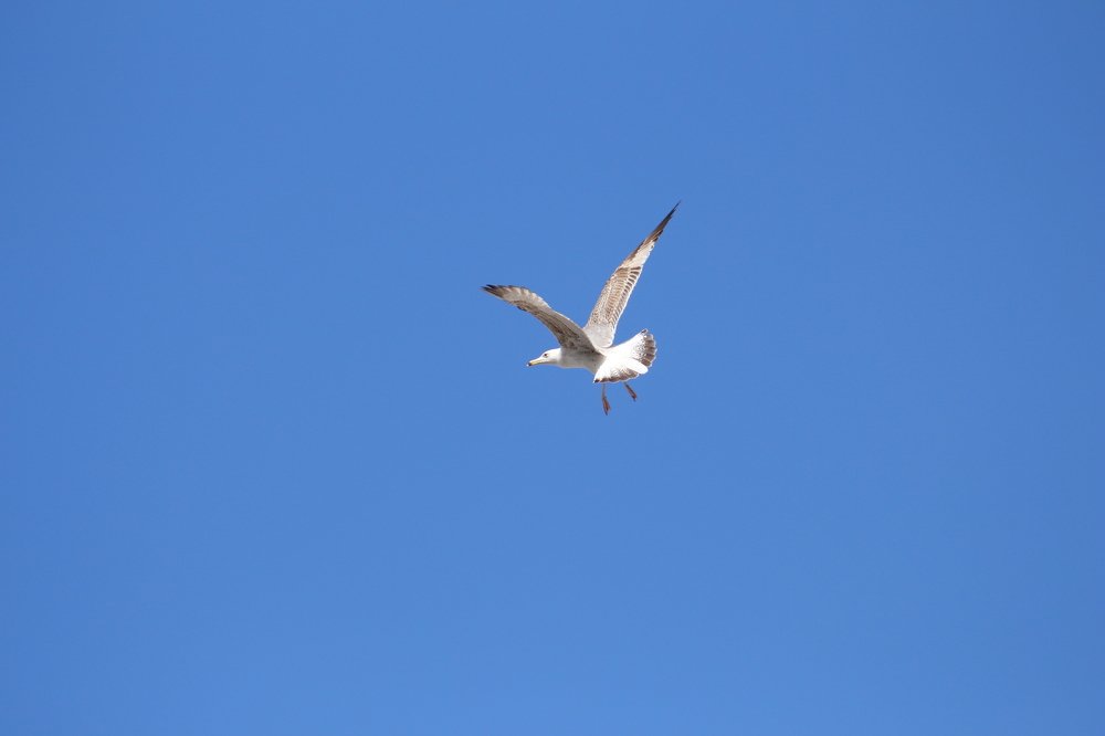 seagull flies in the sky