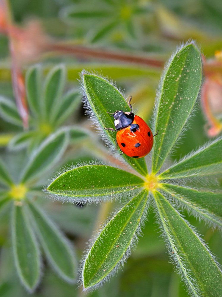 Фотография автора Сергей Середовой