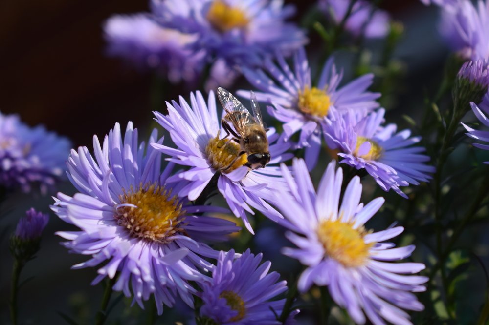 Пчела на цветке