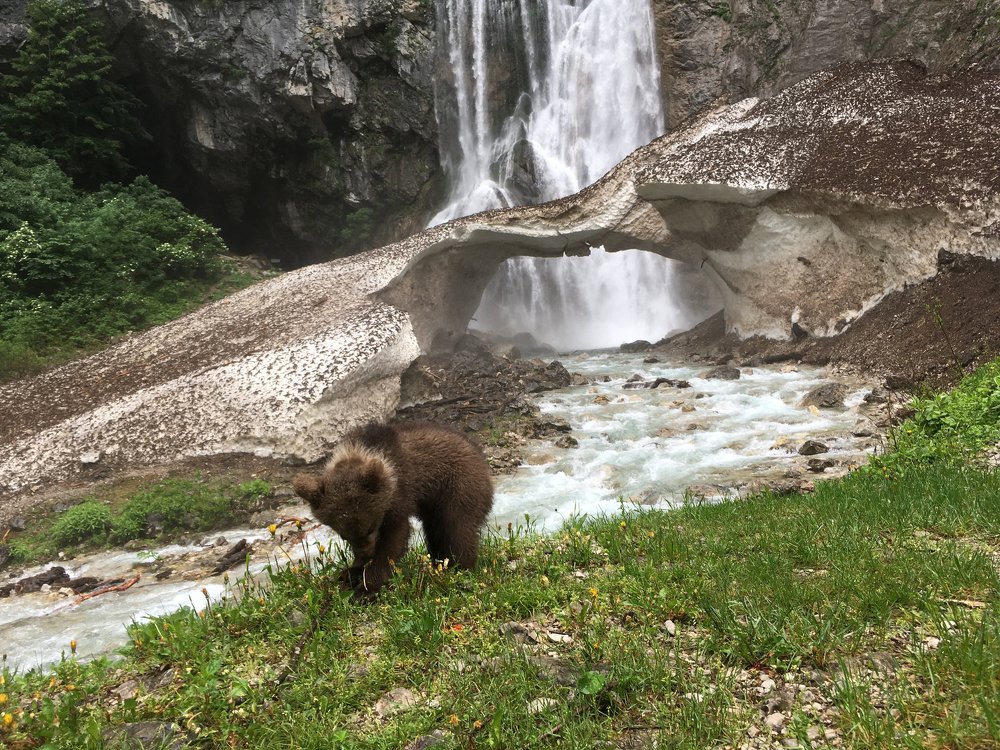 Медвежонок.