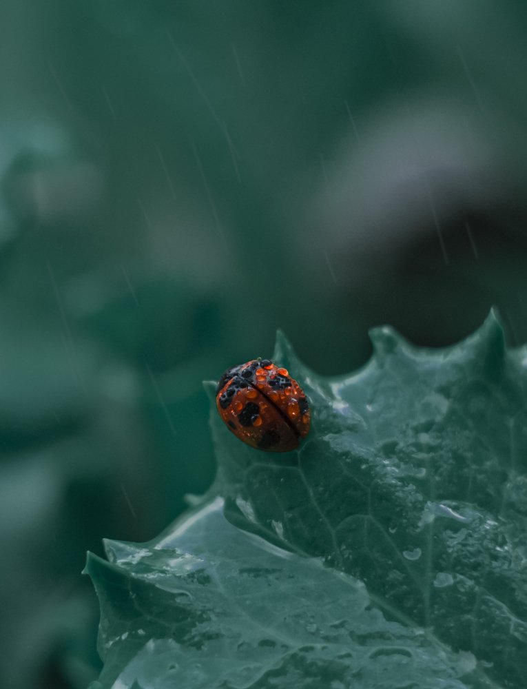 Coccinella transversoguttata 2