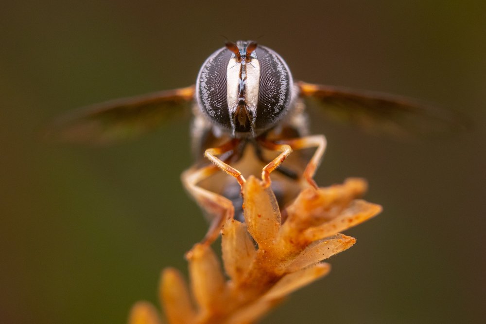 Photograph by achmad kamal kamal