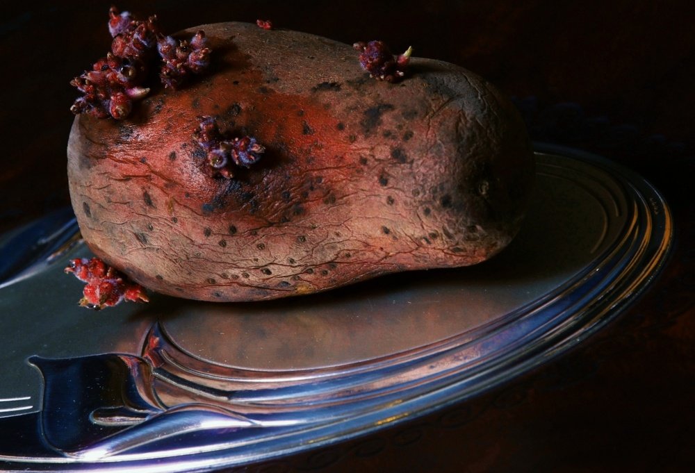 Цветущий картофель