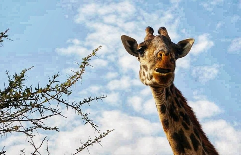 Photograph by Carla willoughby