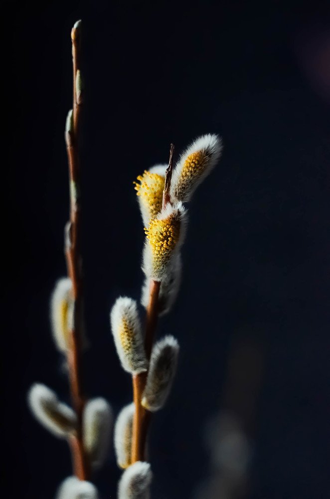 Photograph by Аликина Татьяна