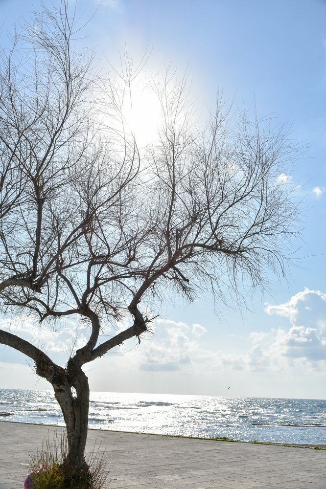 Photograph by Farah al Assir