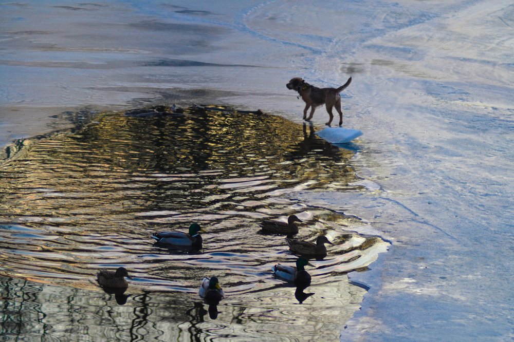 Спасение собаки в воду