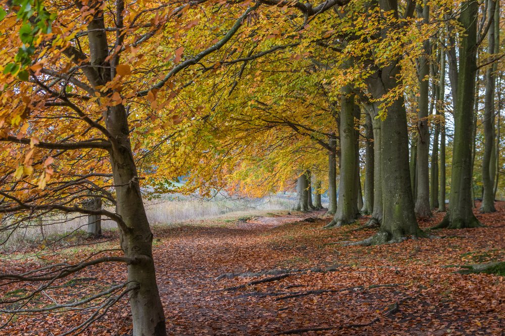 Photograph by Natascha Coene