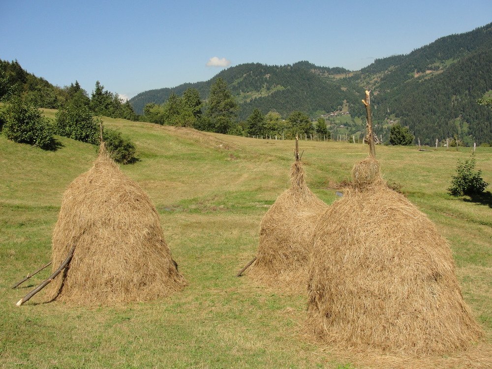 Photograph by zviad_k