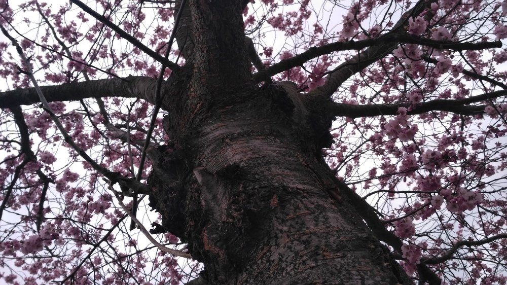 Photograph by Поддубняк Наталья