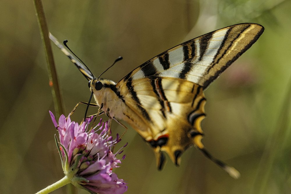 Photograph by António Manuel de Pereira