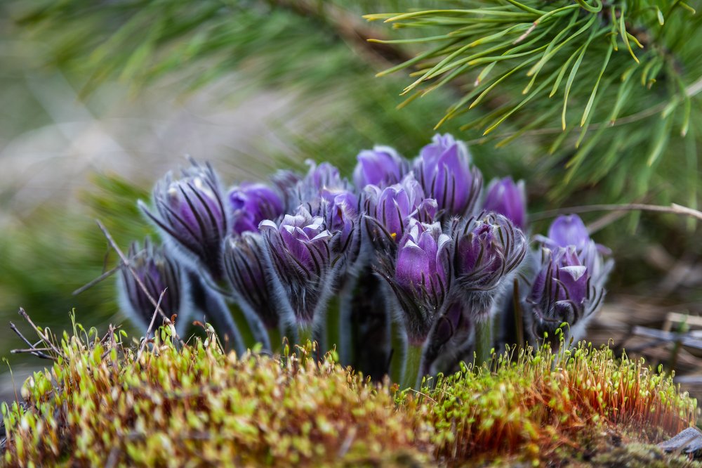 Сон-трава. Весна 2020