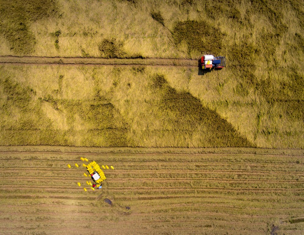 Thu hoạch Lúa trên đồng .