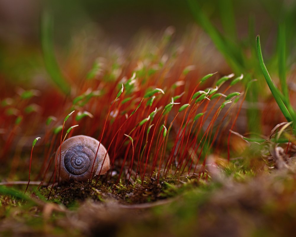 Photograph by Андрей Сосновский