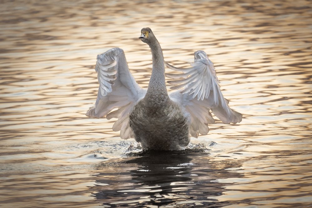 Фотография автора Денис Винарь