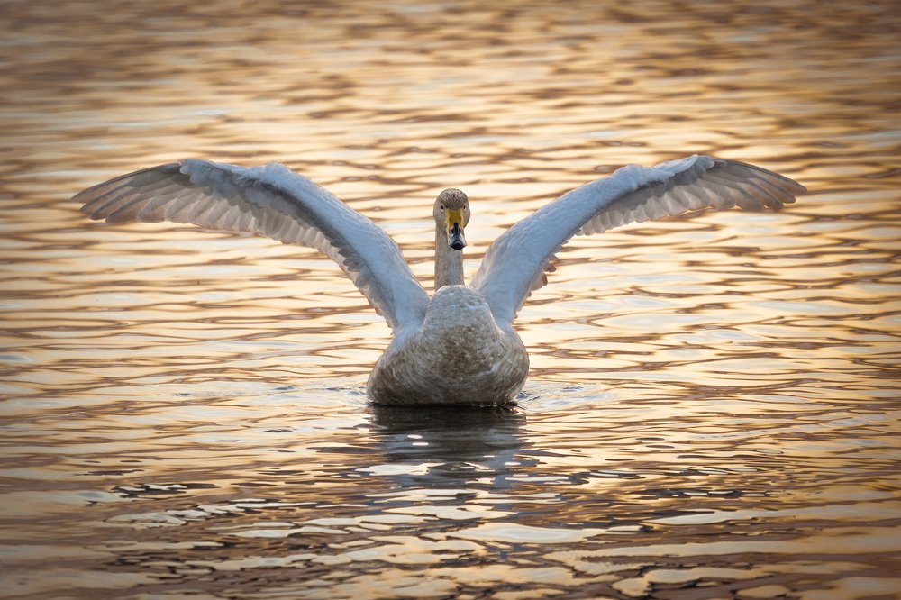 Фотография автора Денис Винарь