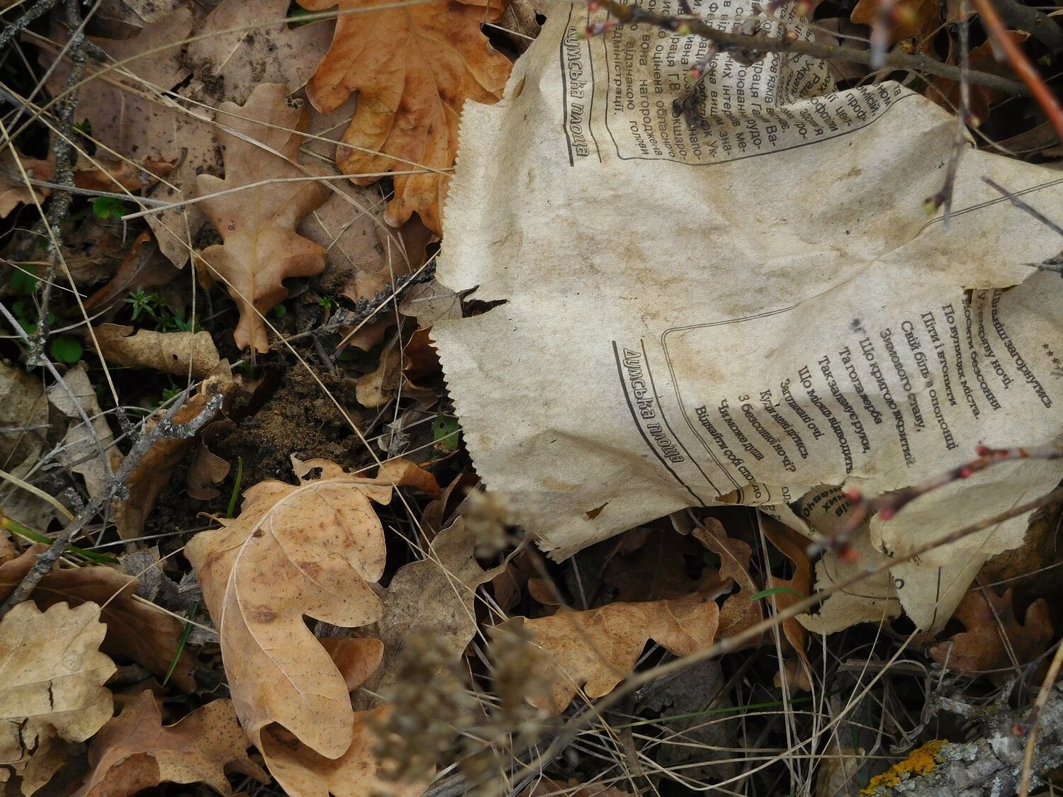 Photo #4540671