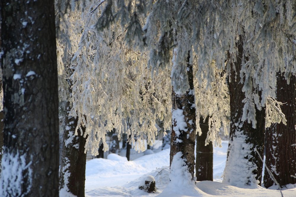 Photograph by Элен Рай