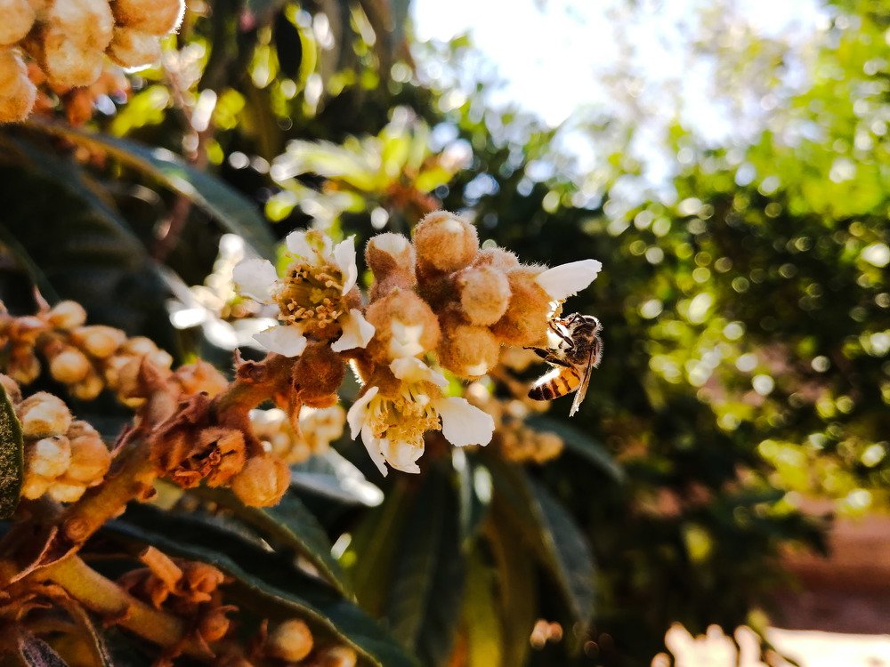 Hungry Bee