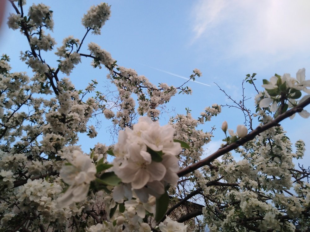 Photo #4540856