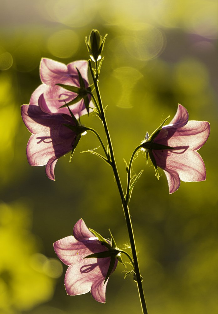 Photograph by Katalin Rhorvát