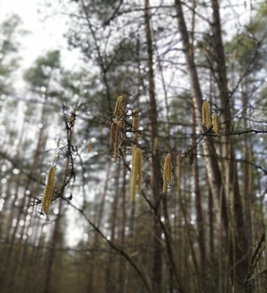 Фотография автора Алёна Лукачёва