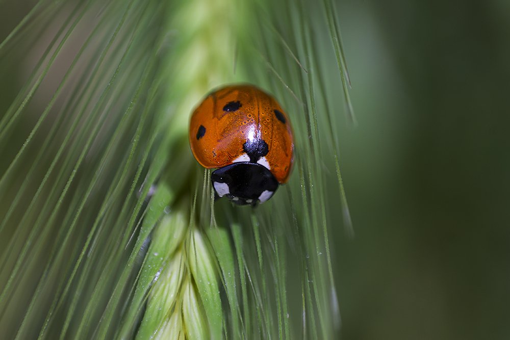 Фотография автора Ebrahim Rahiminezhad