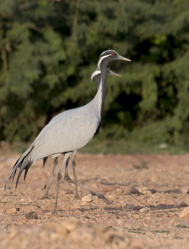 Photograph by mukul sharma