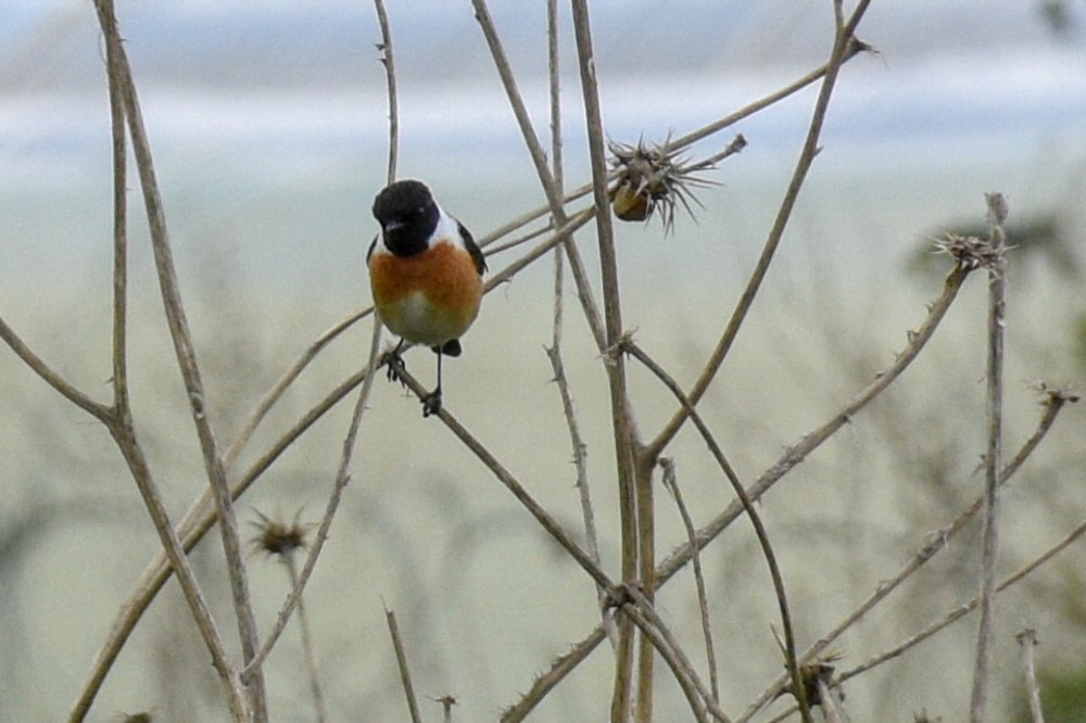 Photograph by Farah al Assir