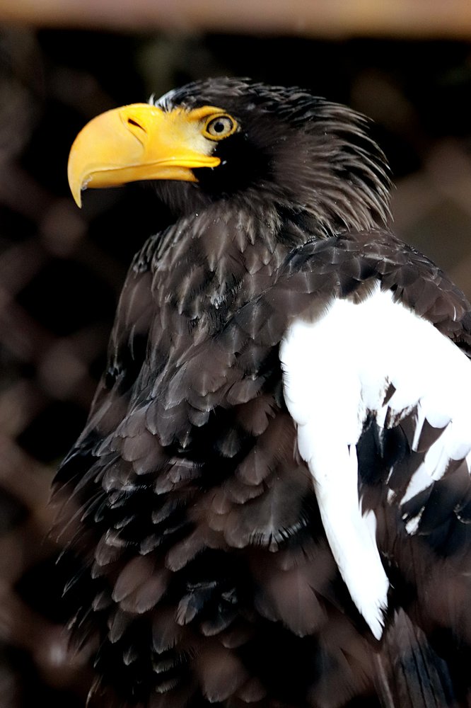 Photograph by Николай Диордиев