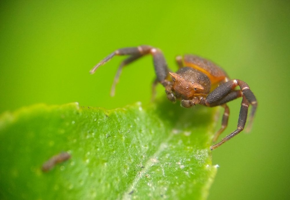 Crab spider male ❤