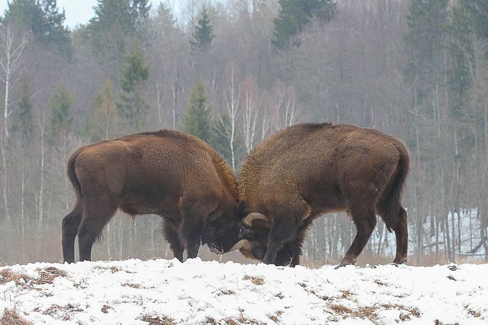 Photograph by Мария Кригер