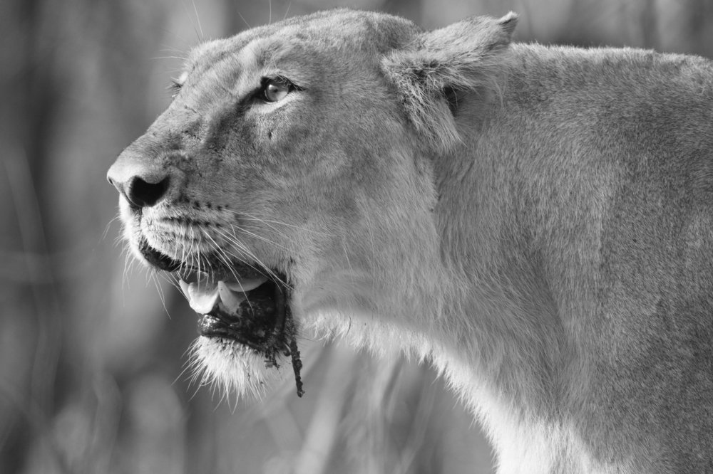 The King of Jungle Lion.