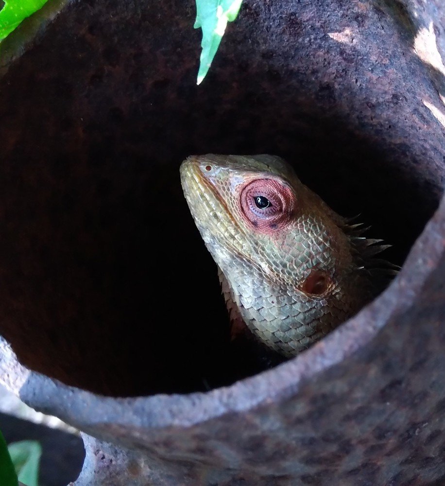 Photograph by Sushma Vallabhuni