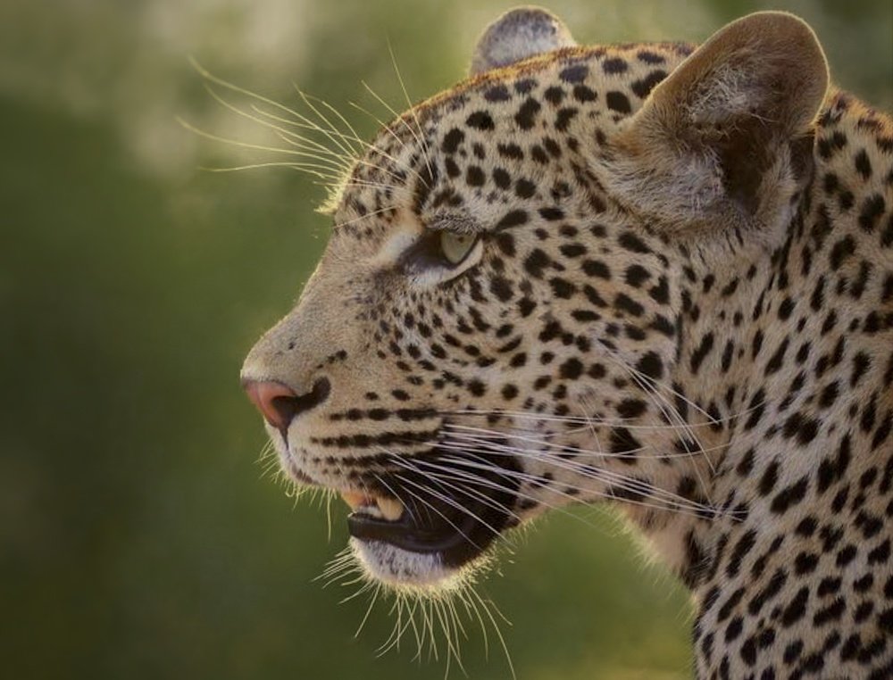 Photograph by Atul mehta