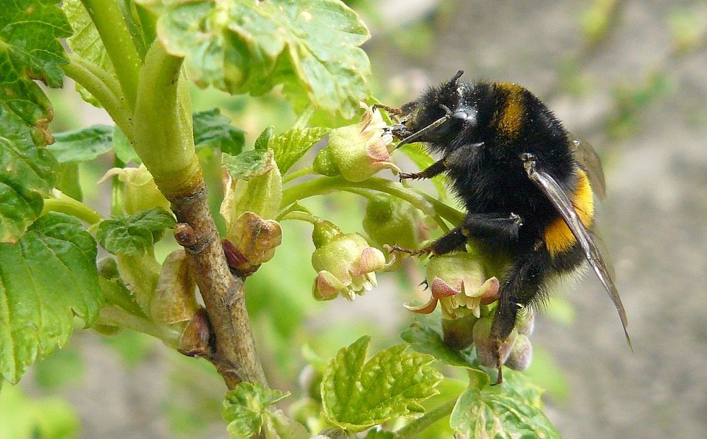 Photograph by леонид натапов