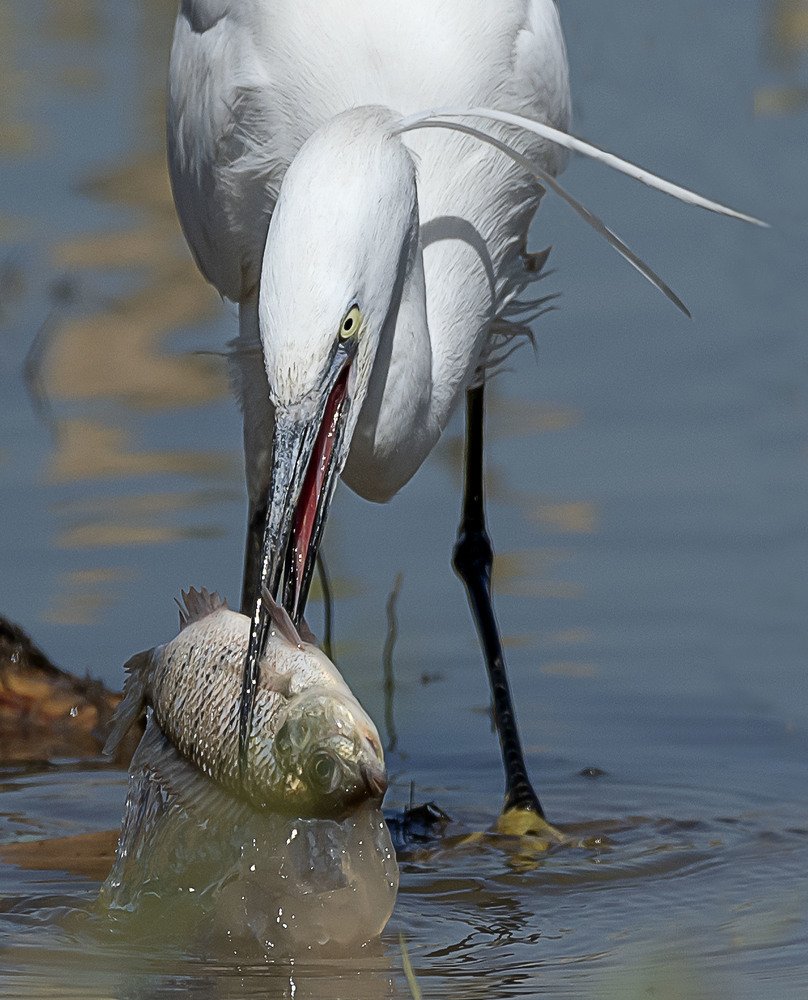 Photograph by Laila Bidah