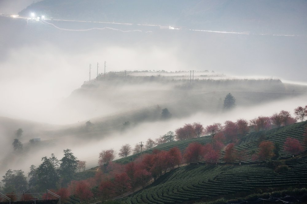 TEA HILL FOG