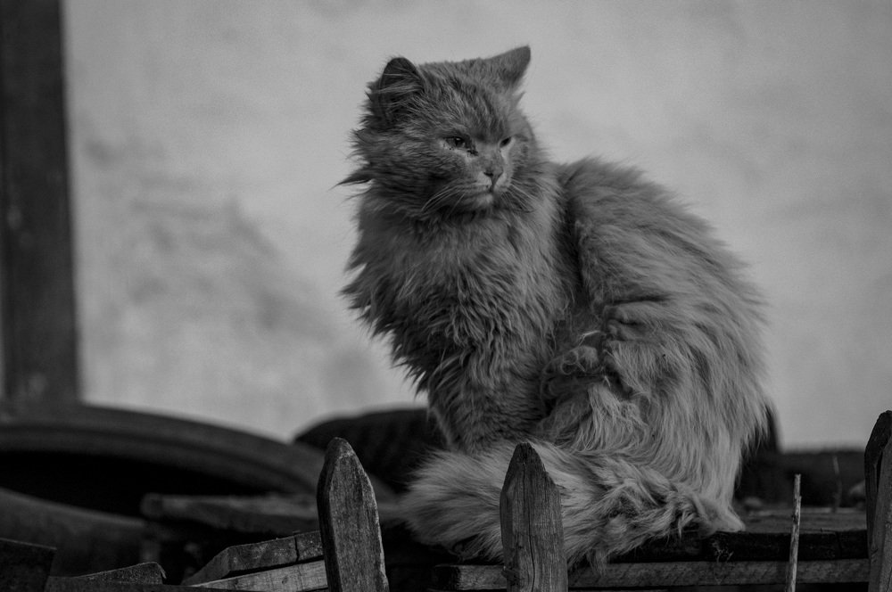 Photograph by Владимир Янчук