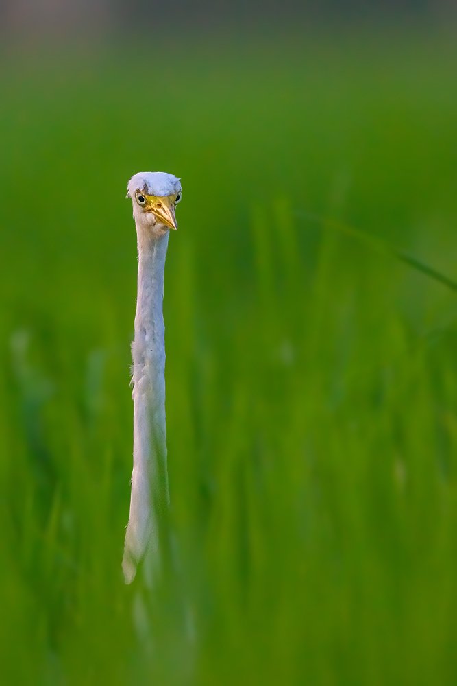 Photograph by Kushan Madushanka Sonnadara