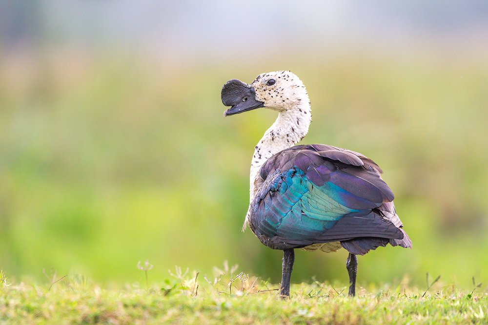 Photograph by Kushan Madushanka Sonnadara