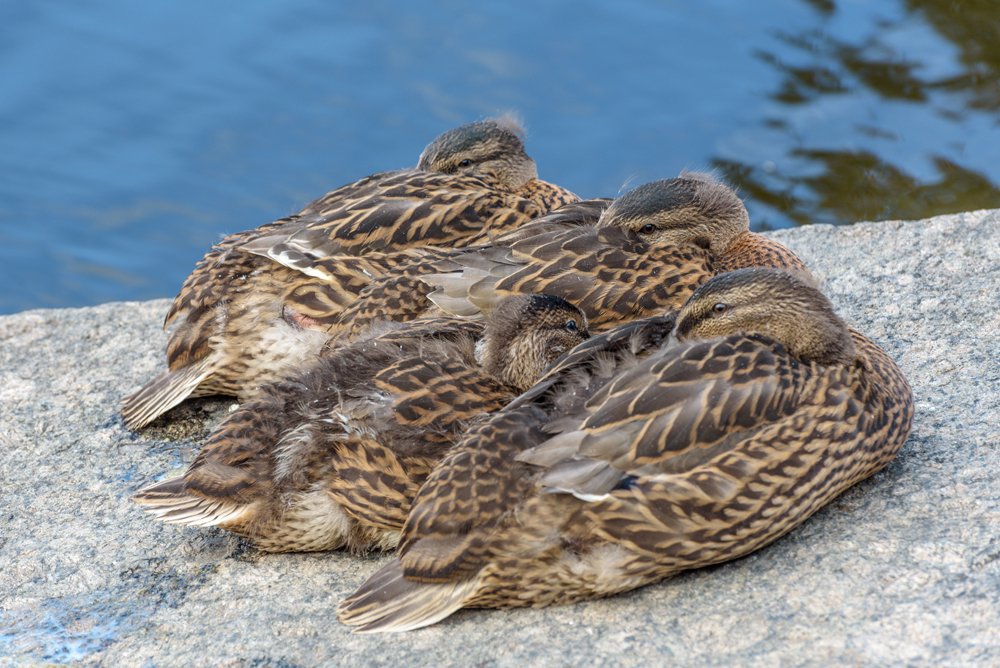 Дружная утиная семья