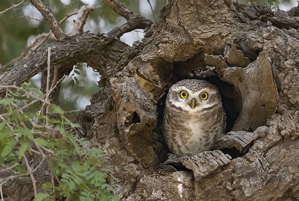 Stay at Home, Stay Safe