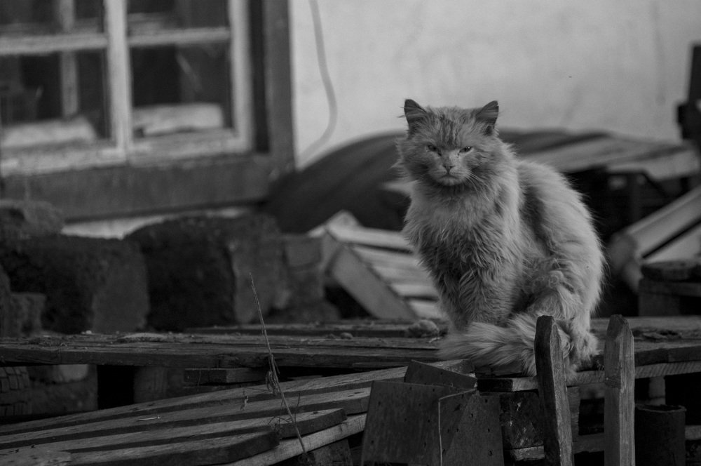 Photograph by Владимир Янчук