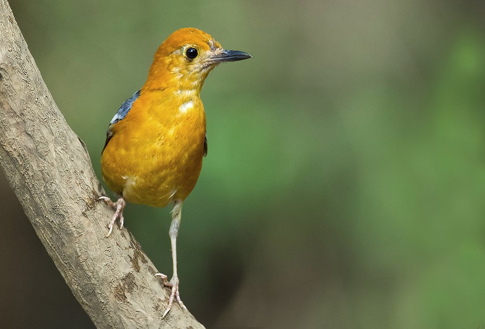 Photograph by Sandip Patel