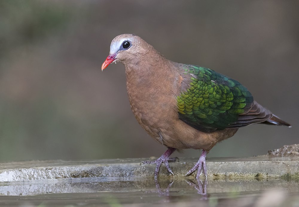 Photograph by Sandip Patel