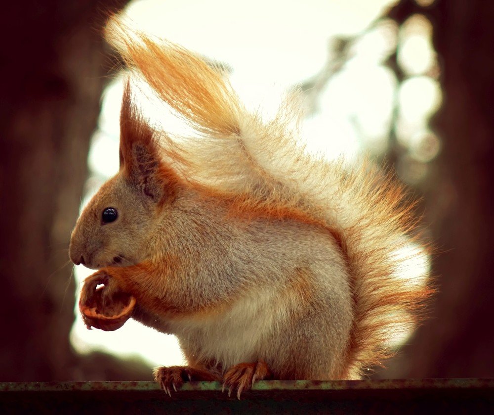 "Медальон" с белочкой)))