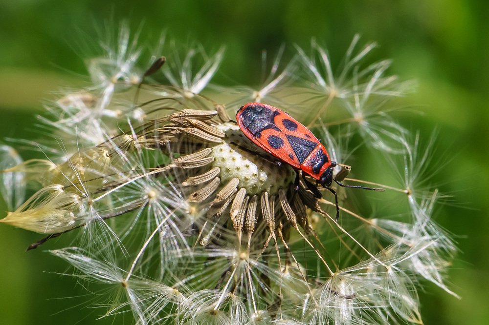 Жук и одуванчик.