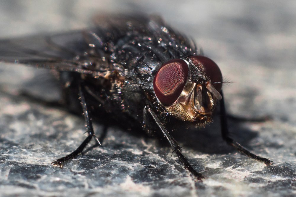 Fly in macro with big red eyes