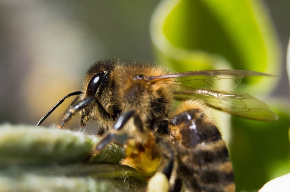 Fluffy bee in macro on a green leaf